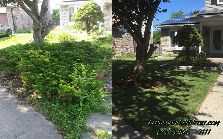Landscaping Gardening and Sod